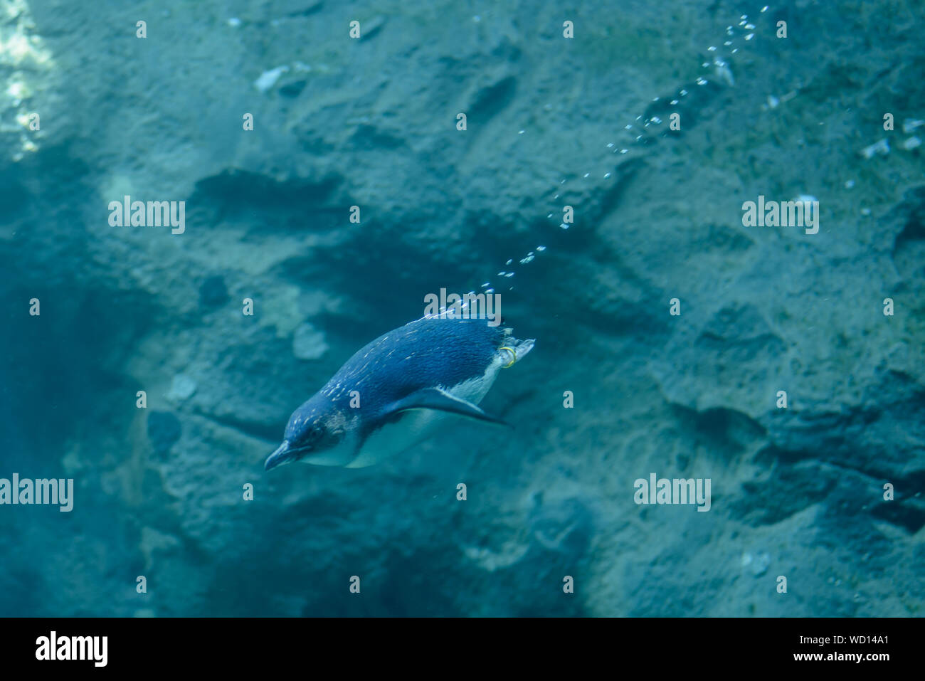 Schwimmen Pinguin unter dem blauen Wasser im Meer während der sonnigen Tag tauchen aus dem Felsen Stockfoto