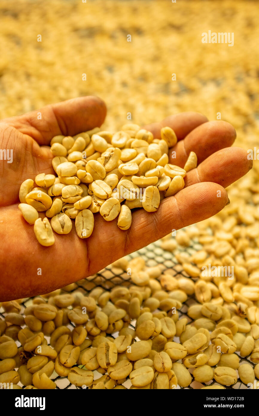 Organische Kaffeebohne Sun Trocknung in Coroico, Bolivien Stockfoto