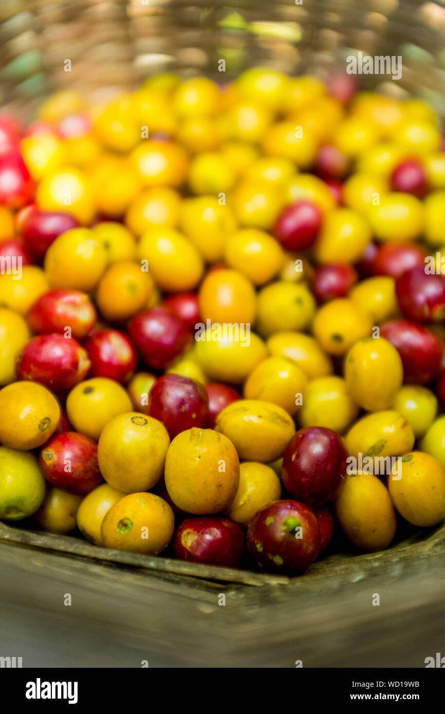 Gelbe und Rote organischen Kaffee Früchte Ernte im Weidenkorb Coroico, Bolivien Stockfoto