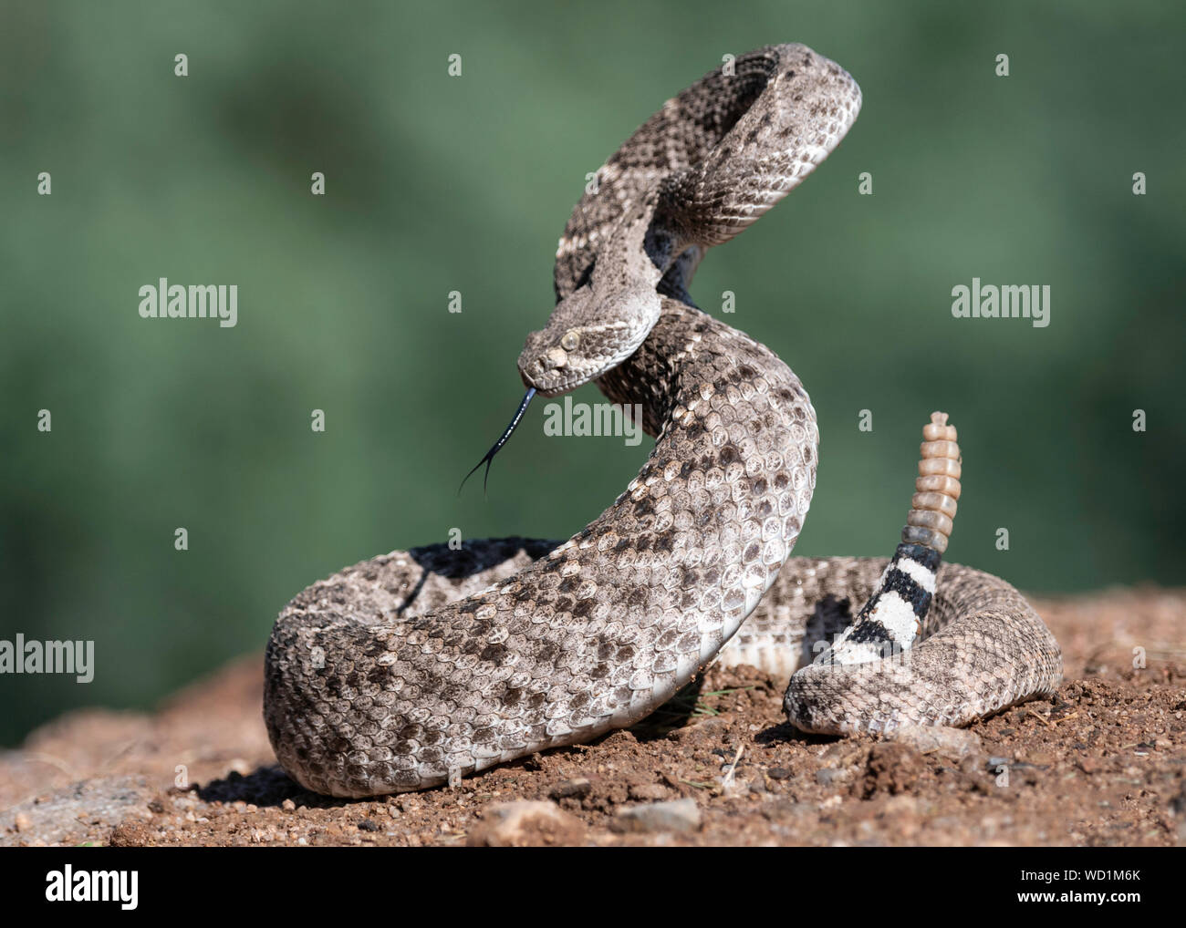 WESTERN Diamondback Rattlesnake Crotalus atrox), Sonora Desert, Arizona, Nordamerika Stockfoto