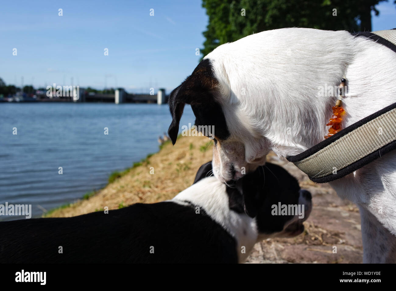 Liebe Hunde Stockfoto