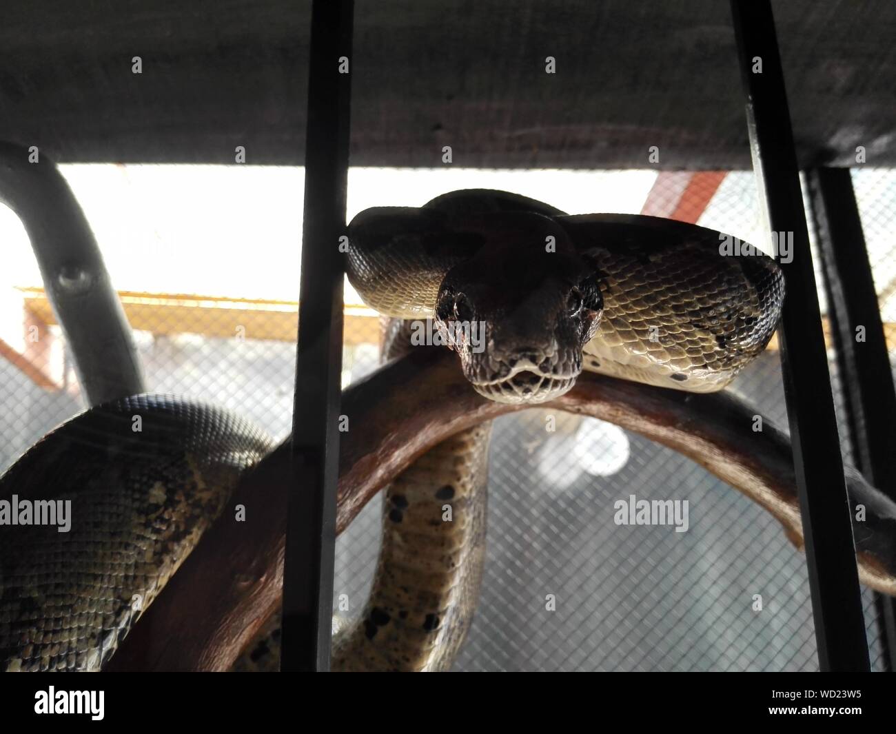 Snake in cage Fotos und Bildmaterial in hoher Auflösung Alamy