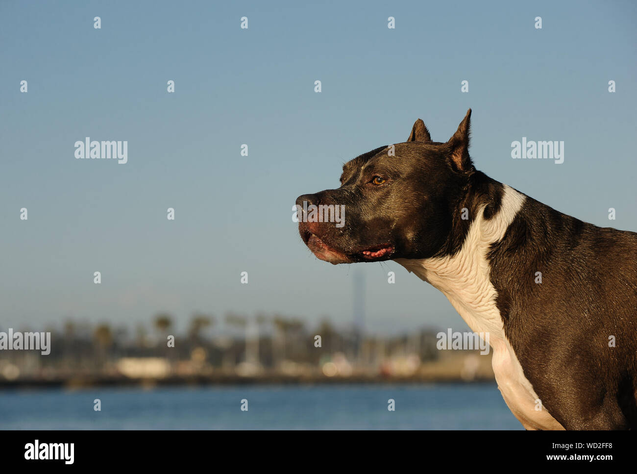 Profil anzeigen von Schwarzen Jagdhund Stockfoto