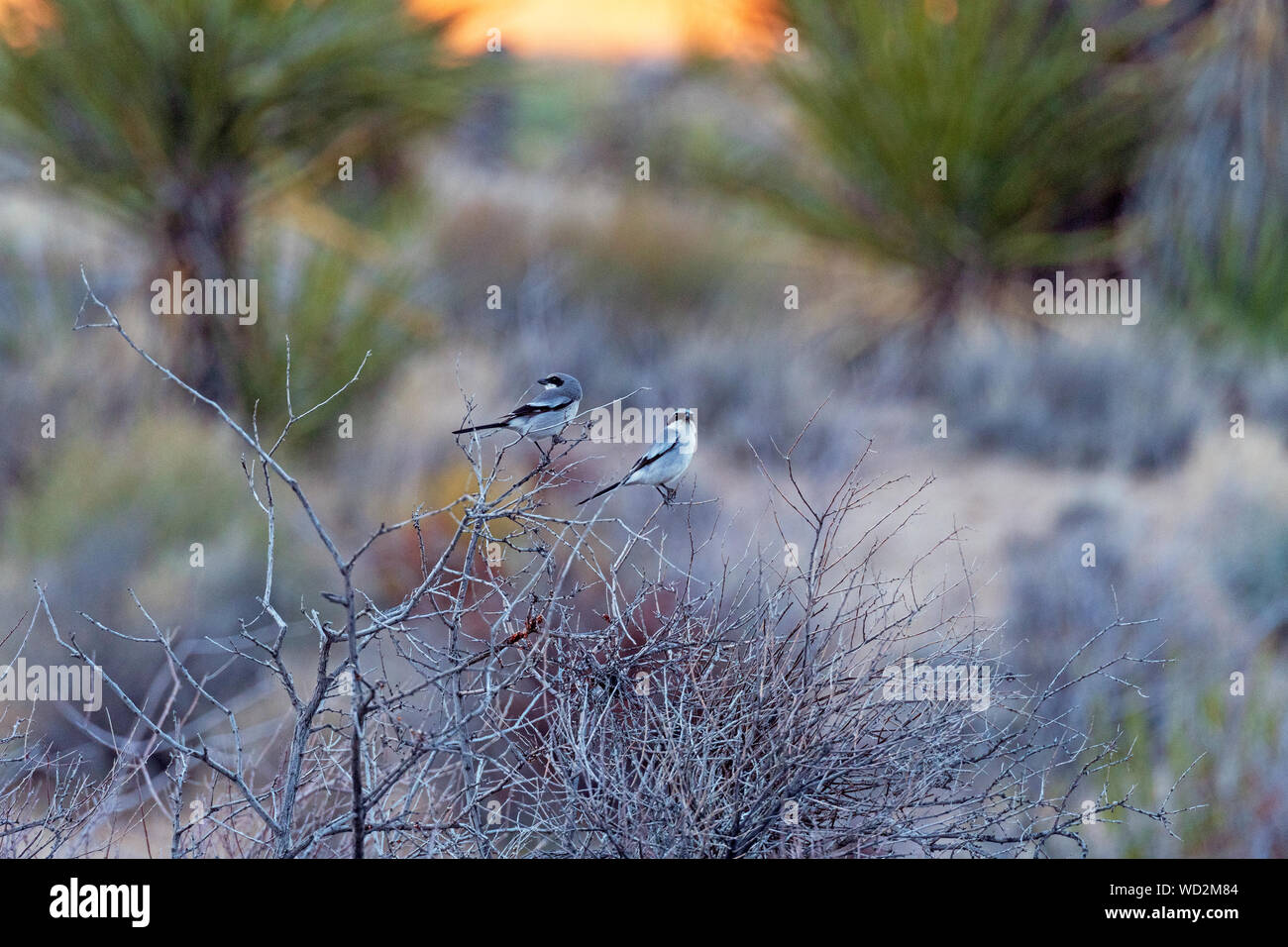 Ein paar Unechte Würger genießen Sie den Sonnenuntergang in der Wüste Mojave National Preserve in Kalifornien Stockfoto