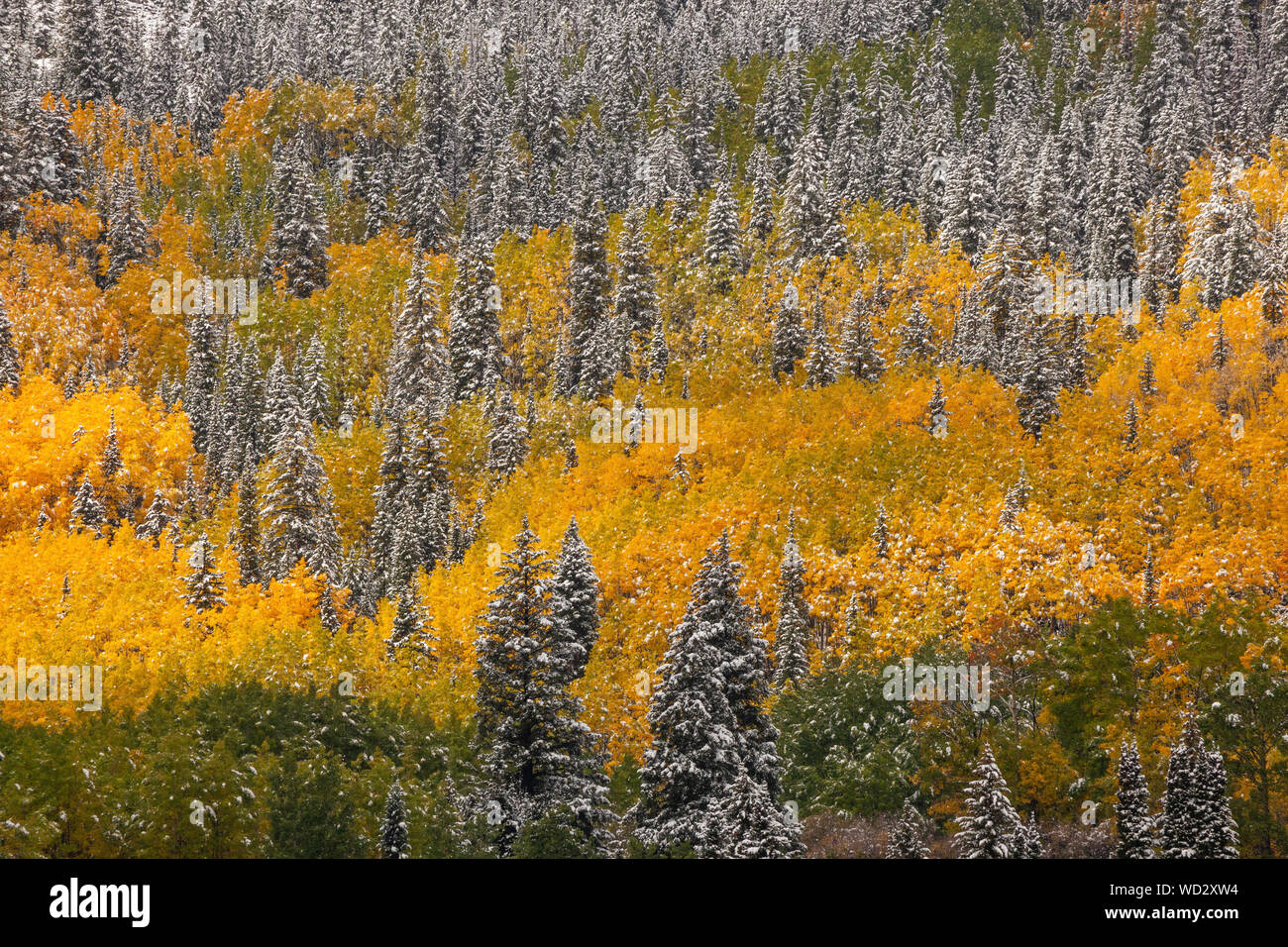 Erster Schnee, Herbst, Kastanienbraun Bells-Snowmass Wildnis, Colorado Stockfoto