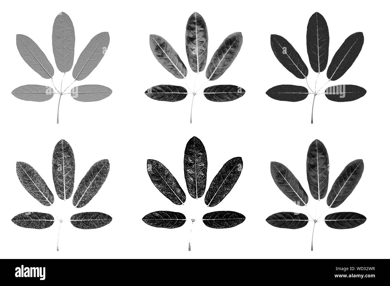 Fünf Lappen Blätter schwarz und weiß skecth veranschaulichen Grafik mit verschiedenen Textur Detail auf weißem Hintergrund Stockfoto