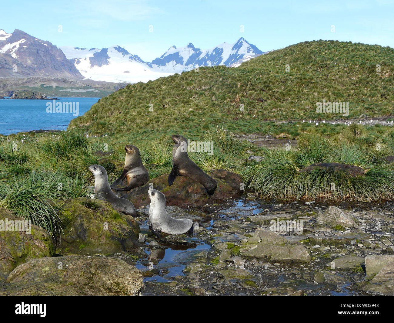 Antarktis Fell Dichtung in ihrer Umgebung auf Prion Island in South Georgia, Antarktis Stockfoto