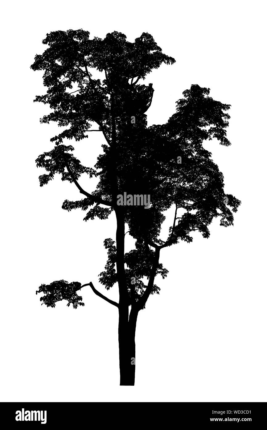 Baum Silhouetten schöne auf weißem Hintergrund Stockfoto