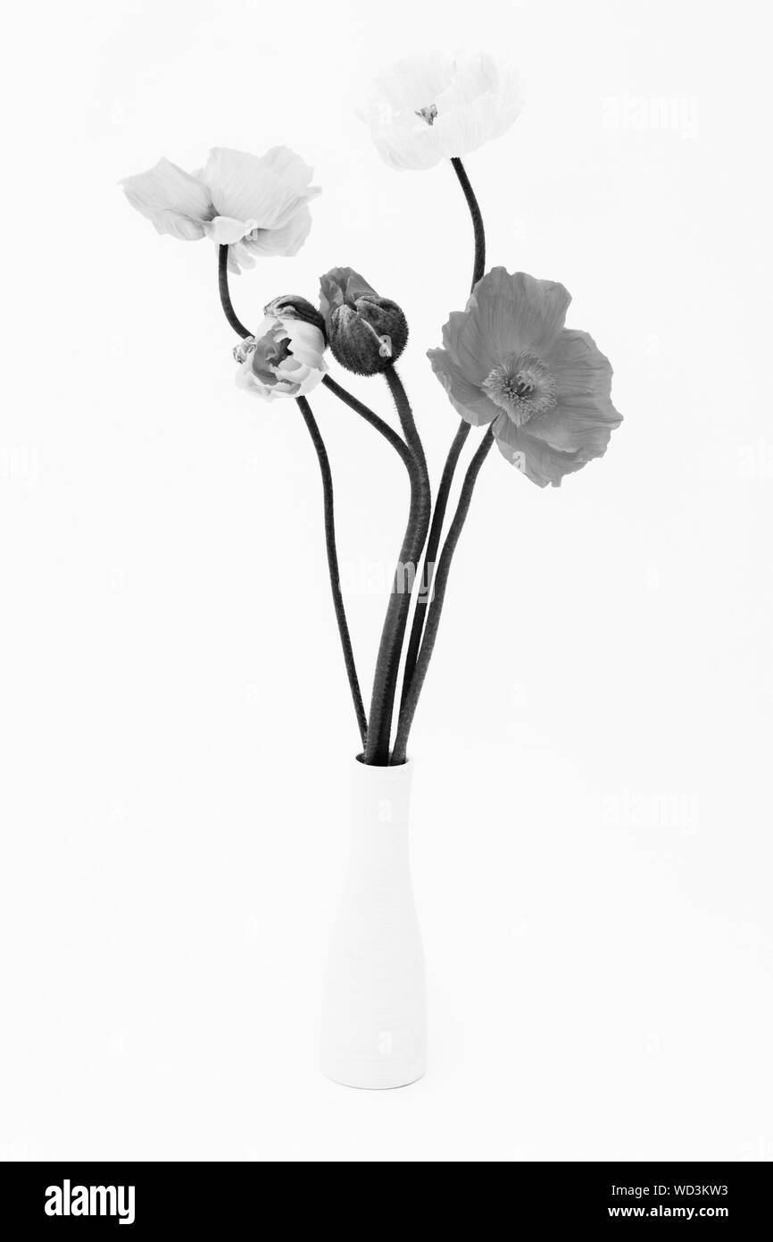 In der Nähe von weißen Blumen in Vase Stockfoto