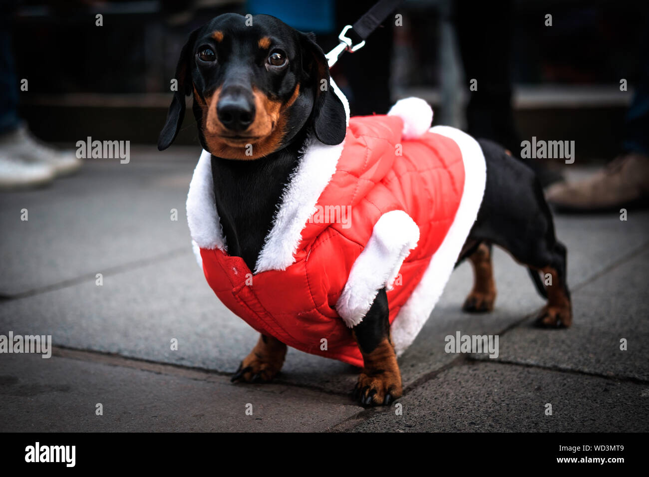 Portrait von Dackel In roter Kleidung auf Fußweg Stockfotografie - Alamy