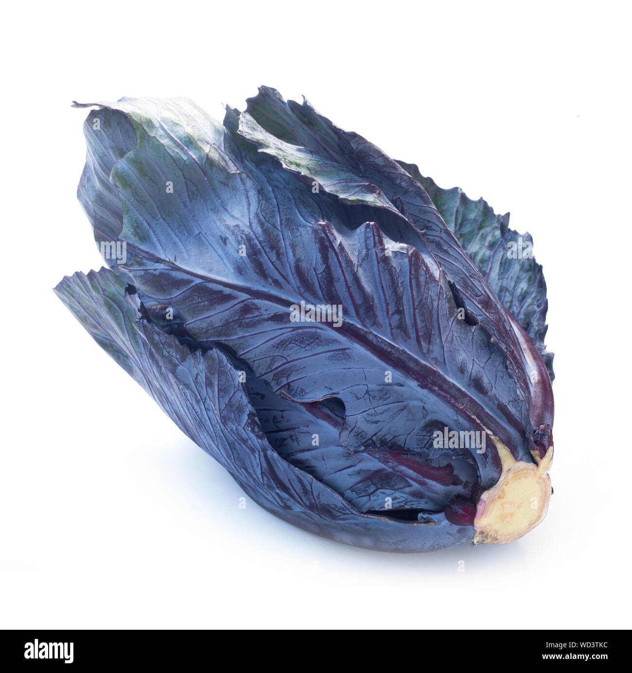 Ganze Rotkohl isoliert auf weißem Stockfoto