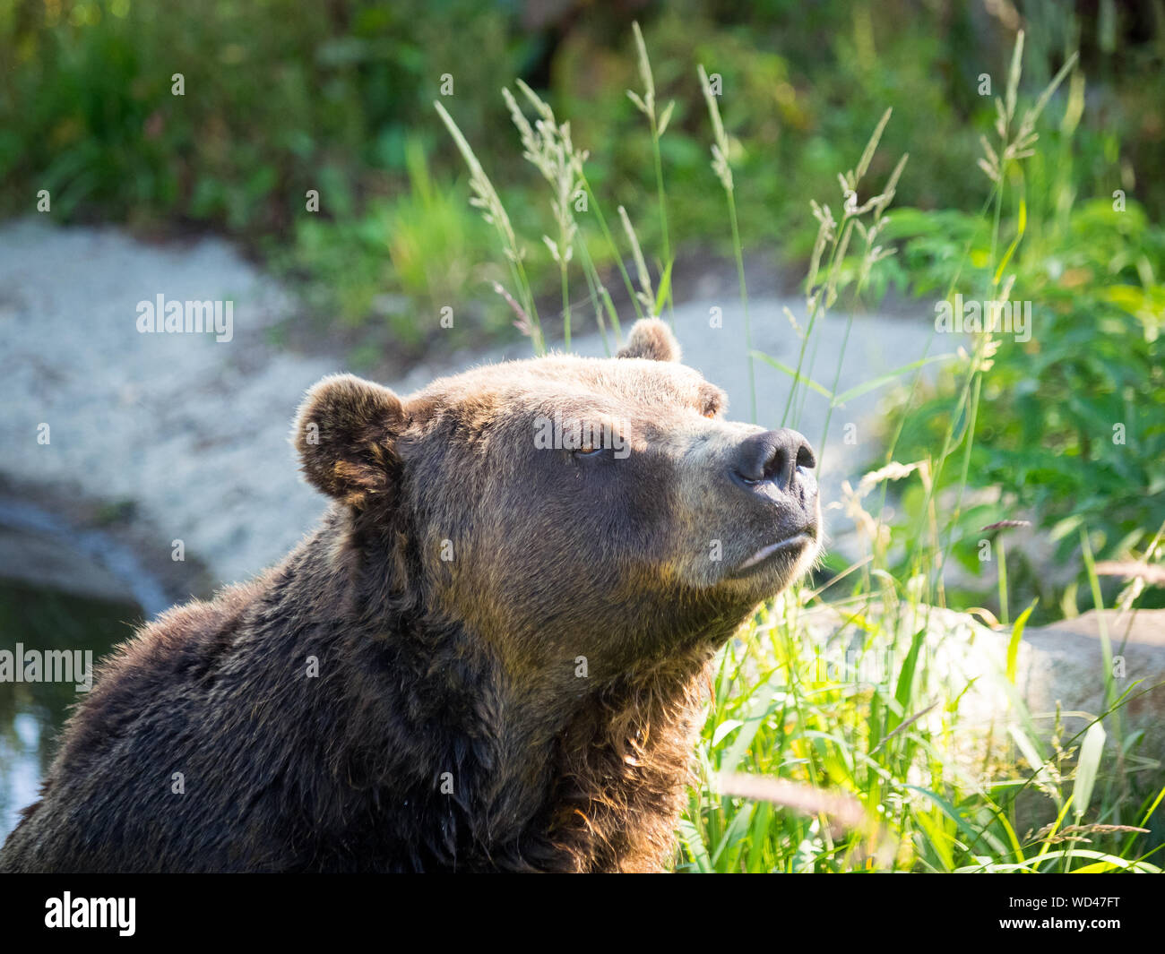 Cooler, ein Bewohner Grizzlybär (Ursus arctos Horribilis) der Bär Schongebiet am Grouse Mountain, North Vancouver, British Columbia, Kanada. Stockfoto