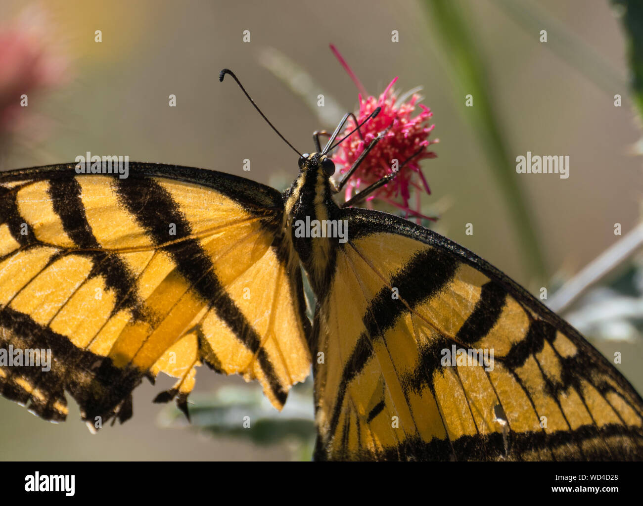 Nahaufnahme eines Schwalbenschwanz Schmetterling mit seiner Zunge in ein warmes Rosa Blume erweitert. Stockfoto