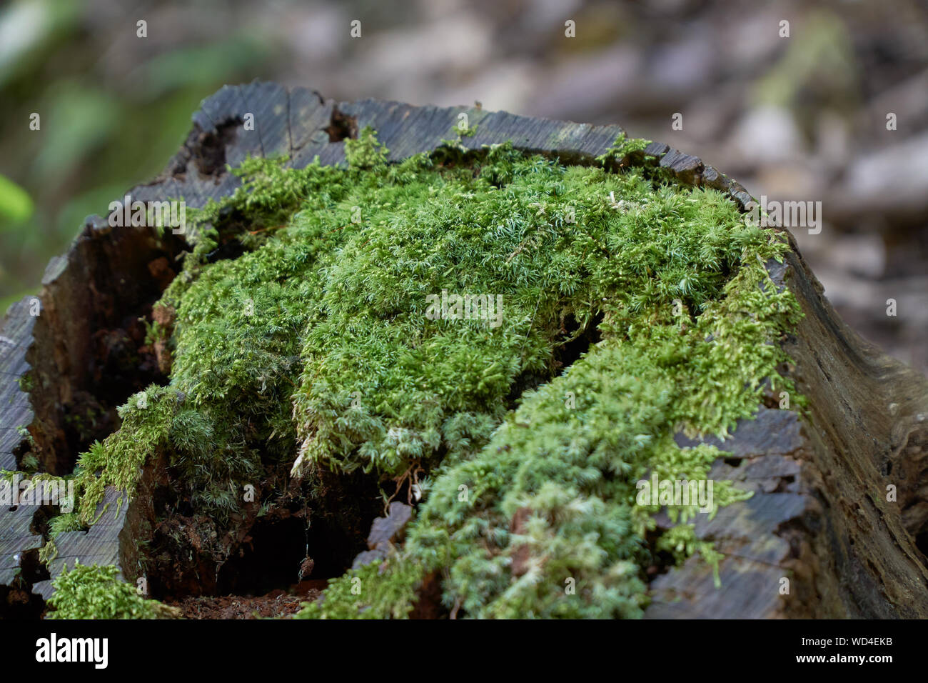 Nahaufnahme von Moss auf dem alten Holz Stockfoto