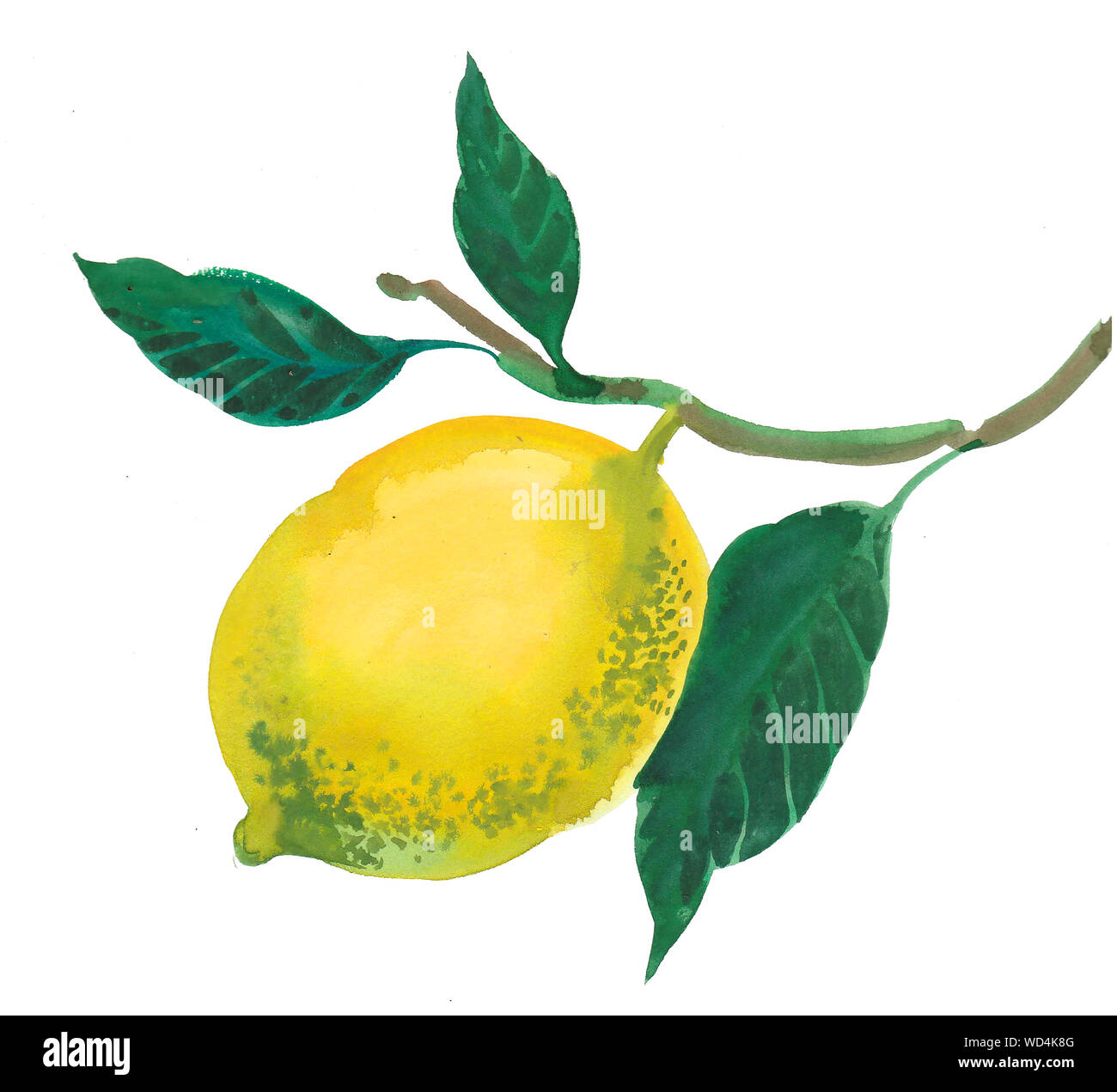 Frische saftige Zitrone Frucht am Baum. Aquarell Malerei Stockfoto