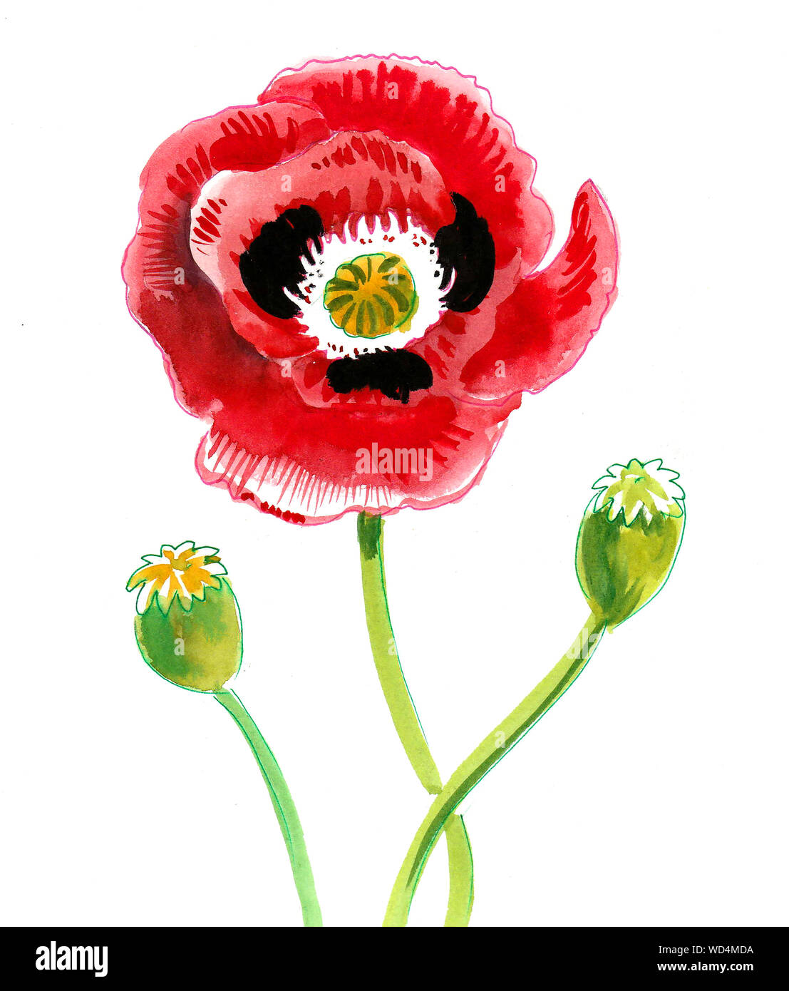 Roter Mohn Blume. Aquarell Malerei Stockfoto
