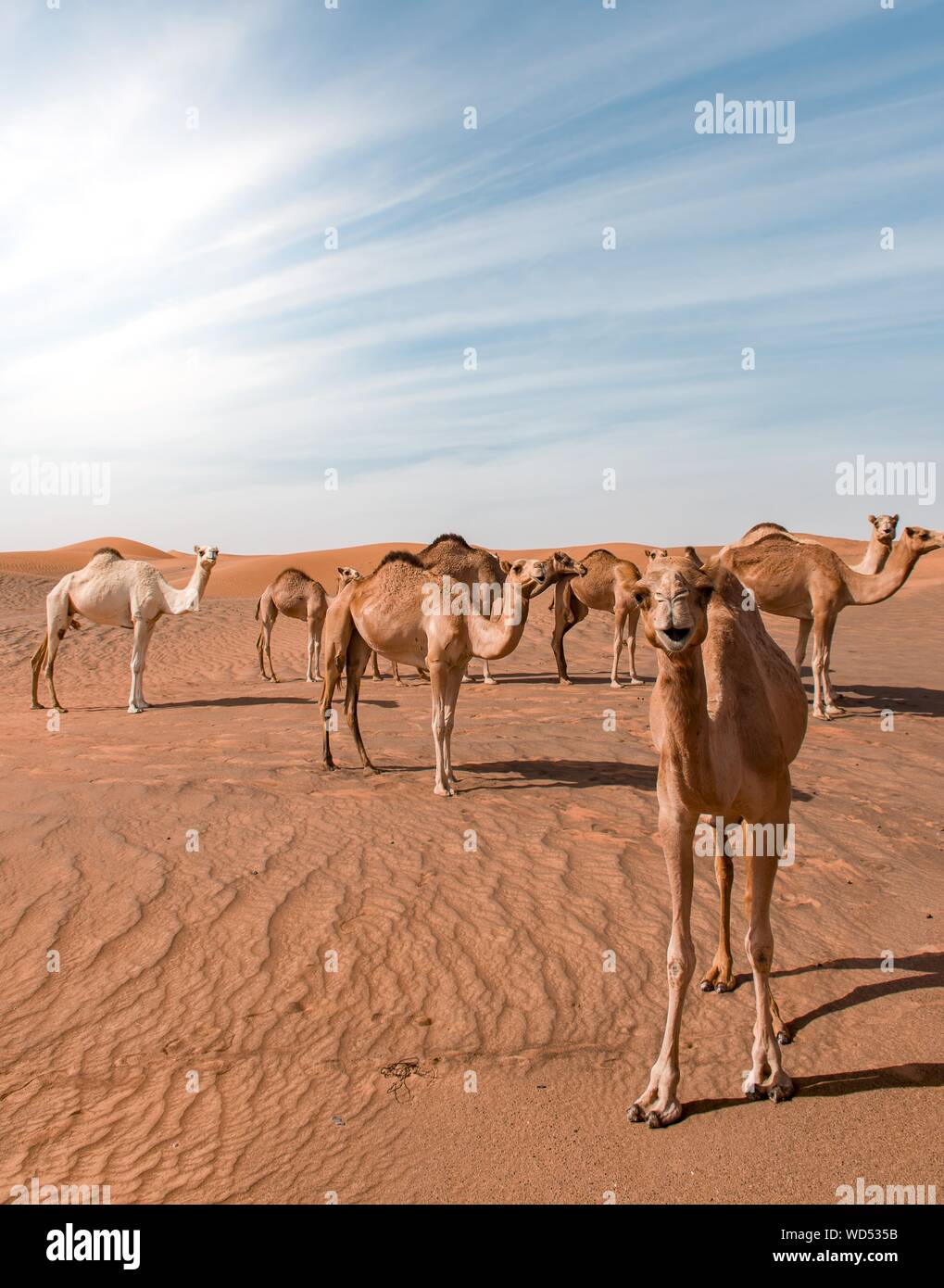 Vertikale Aufnahme von Kamelen, die durch eine Wüste mit Sand wandern Dünen in der Ferne Stockfoto