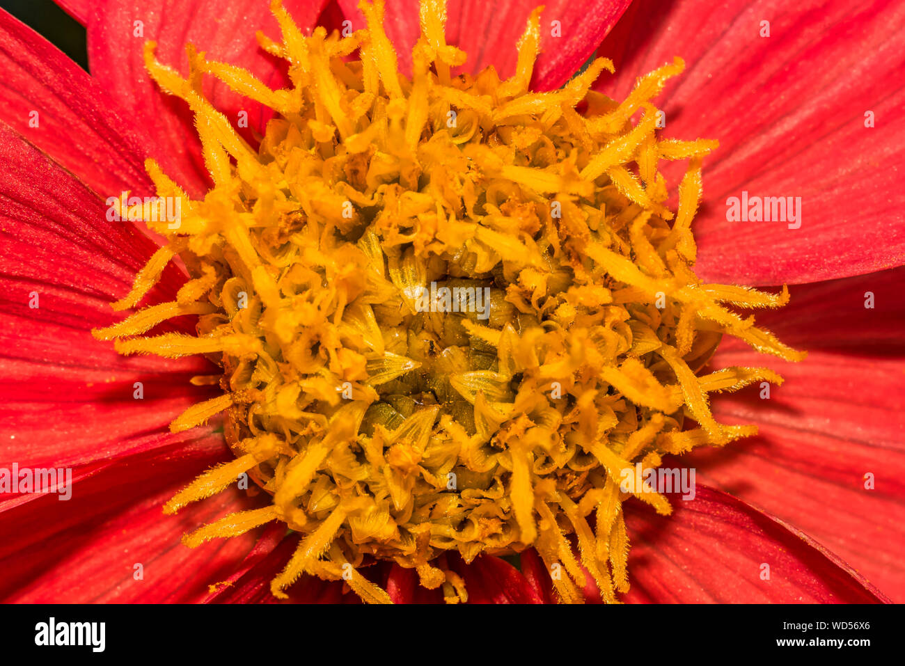 In der Nähe Bild von einem hellen roten Dahlie Blume mit einer leuchtend gelben Zentrum. Dahlia Blumen. Dahlie Anlage. Stockfoto