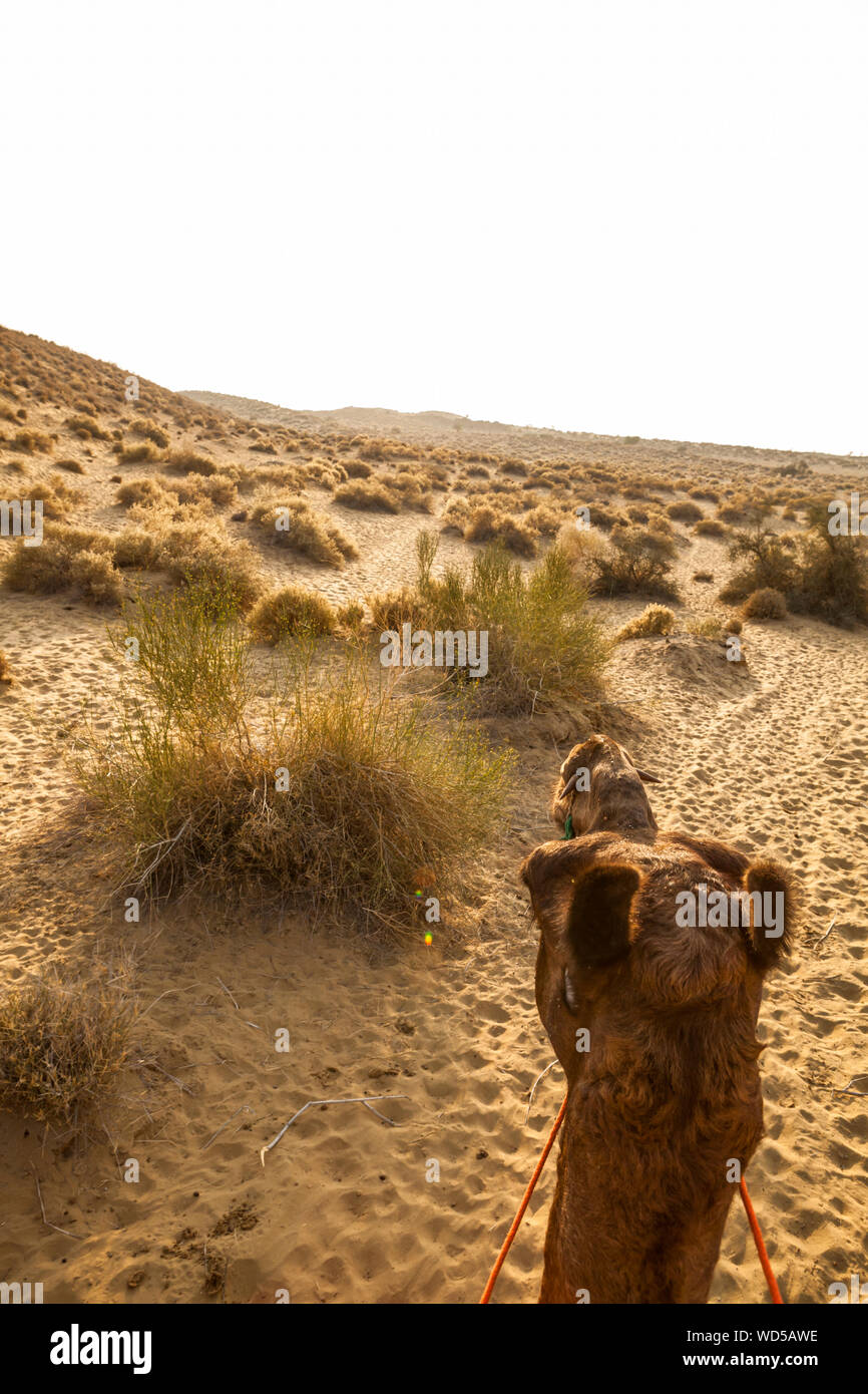 Die Aussicht während der Fahrt ein Kamel in der Wüste Thar im östlichen Rajasthan, Indien. Stockfoto