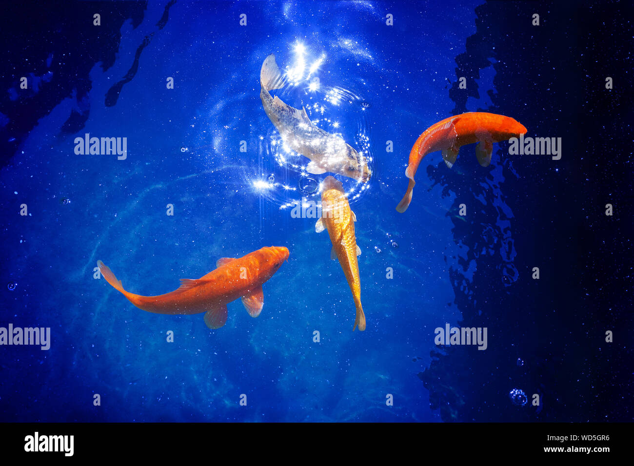 Vier golden koi Karpfen Fische closeup, dark blue sea Hintergrund, gelb Goldfisch schwimmt im Teich, Geheimnis Nacht moonlight Leuchten, Magic glänzende Sterne im Himmel Stockfoto