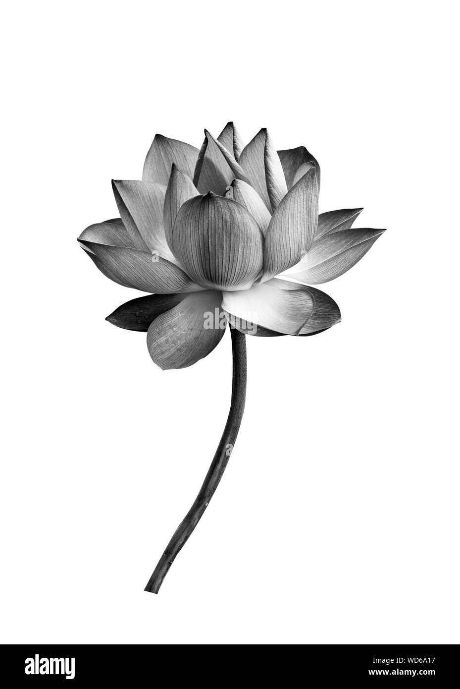 Lotus flower Schwarz und Weiß auf weißem Hintergrund Stockfoto
