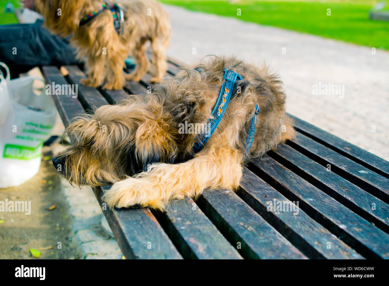 Hunde ruhen auf der Bank im Park Stockfoto