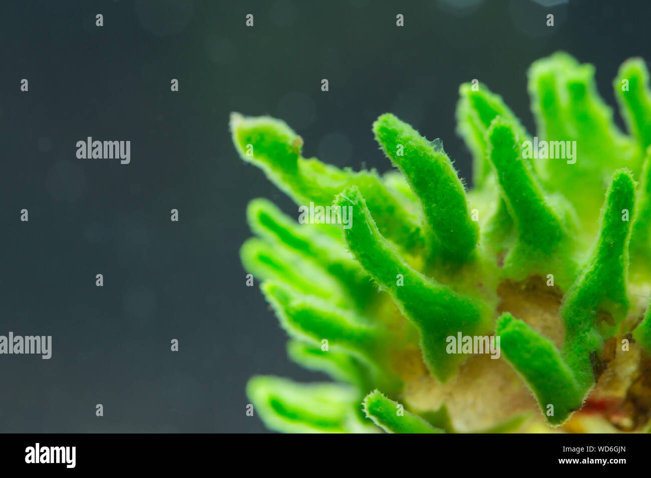 Süßwasser Schwamm Stockfoto