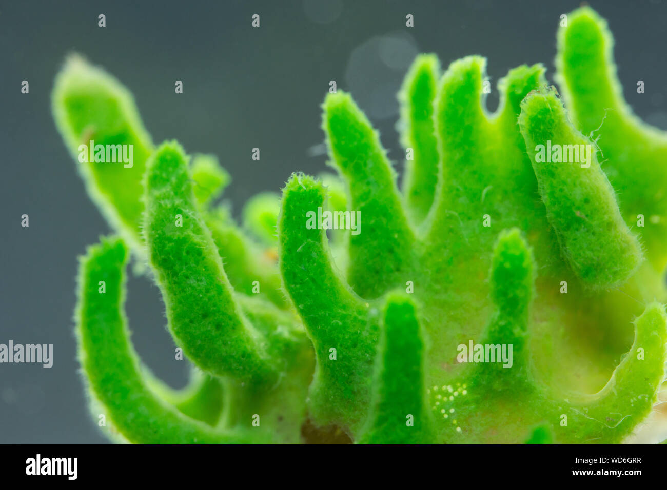 Süßwasser Schwamm Stockfoto