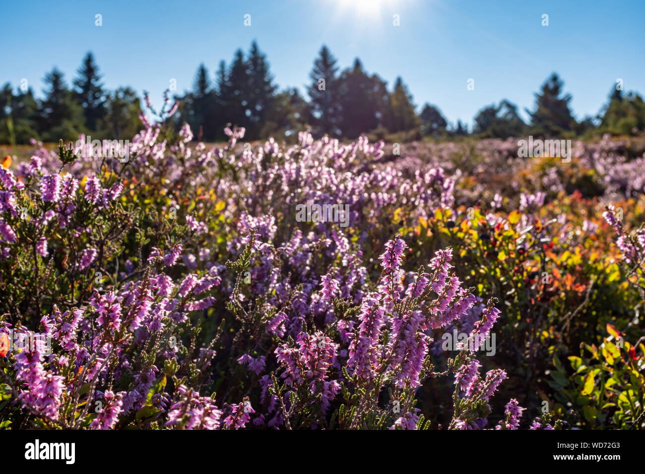 Bereich der Heather mit Hintergrundbeleuchtung, am Morgen in Mont Pilat, Frankreich genommen Stockfoto