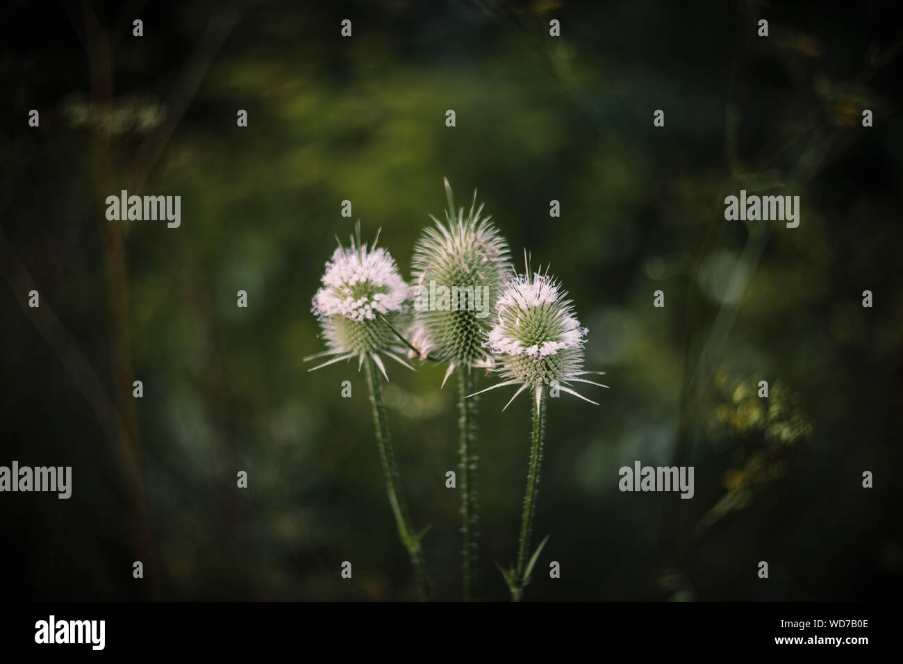Schönen und warmen Natur Szene der verzauberte Wildpflanzen. Bunte und lebendige Nahaufnahme von empfindlichen Pflanzen. Stockfoto