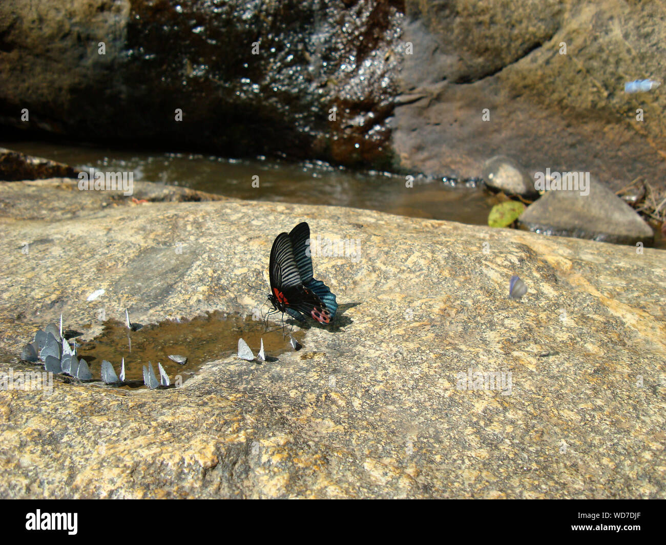 Ein großer schöner Schmetterling Getränke Wasser zusammen mit vielen kleineren Schmetterlingen, die eine Pfütze von Wasser umgeben Stockfoto