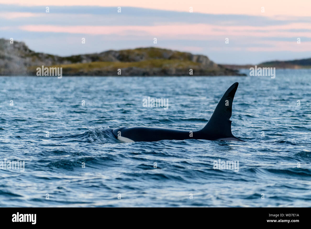 Schwertwal, Orca, Orcinus Orca, Skjervoy, Norwegen, Atlantik Stockfoto
