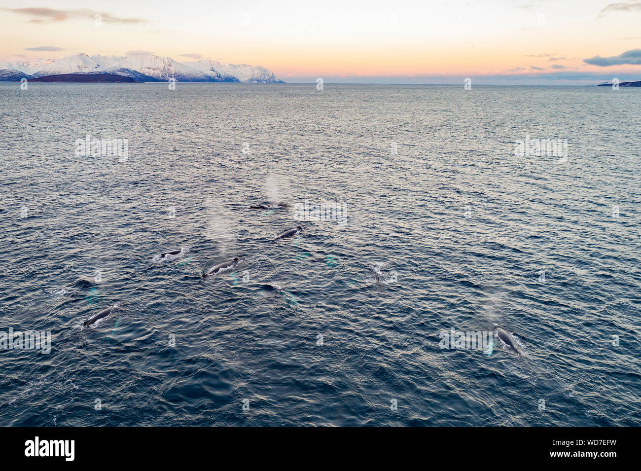 Luftaufnahme der Buckelwale, Megaptera novaeangliae, Kvaloyvagen, Norwegen, Atlantik Stockfoto