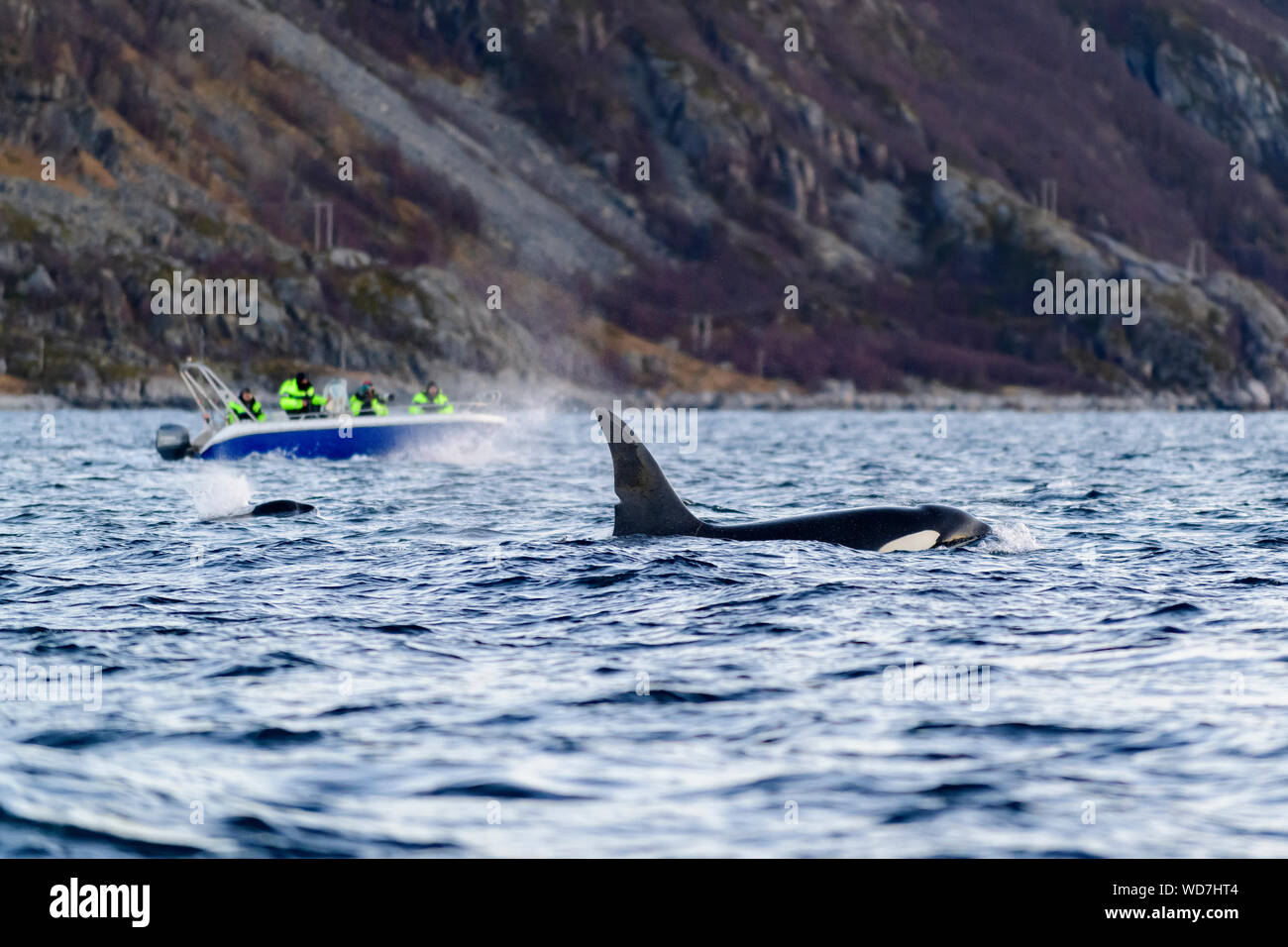 Wal wtching Boot mit Schwertwal, Orca, Orcinus Orca, Skjervoy, Norwegen, Atlantik Stockfoto