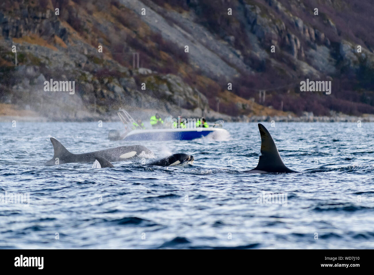 Wal wtching Boot mit Killer Wale, Orcas, Orcinus Orca, Skjervoy, Norwegen, Atlantik Stockfoto