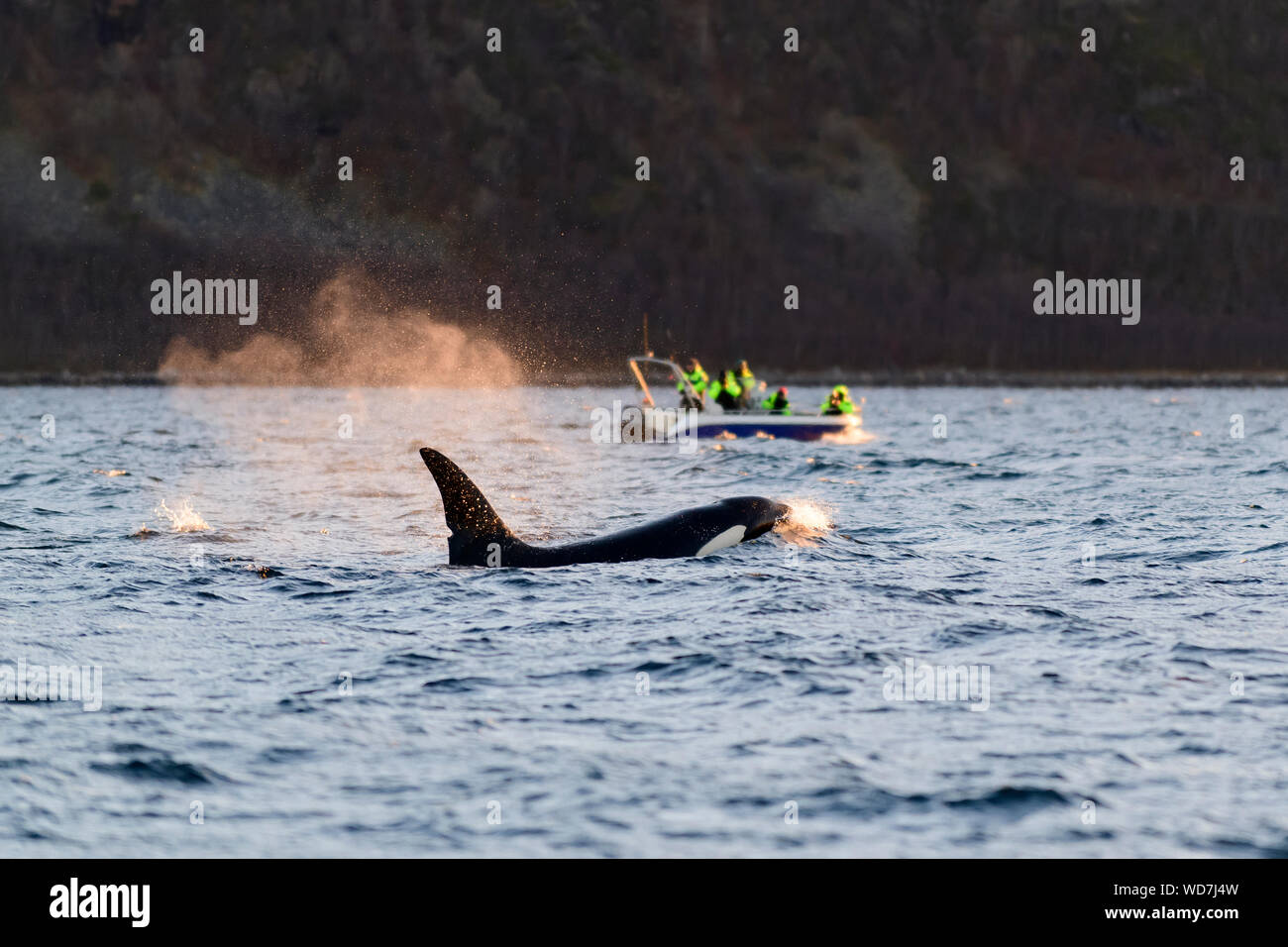 Wal wtching Boot mit Schwertwal, Orca, Orcinus Orca, Skjervoy, Norwegen, Atlantik Stockfoto