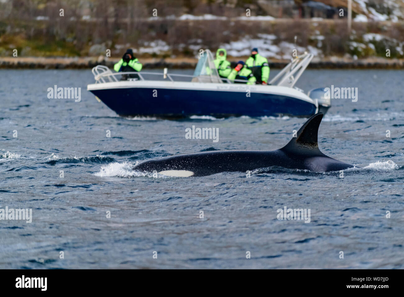 Wal wtching Boot mit Schwertwal, Orca, Orcinus Orca, Skjervoy, Norwegen, Atlantik Stockfoto