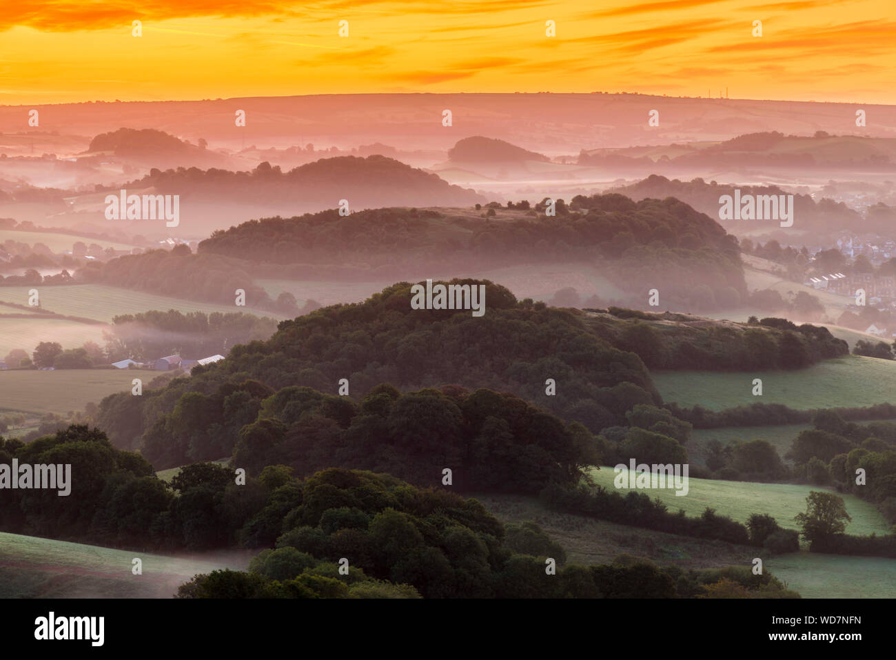 Colmers Hill, Bridport, Dorset, Großbritannien. 29. August 2019. UK Wetter. Früh morgens Nebel auf sammelt zwischen den Hügeln bei Bridport in Dorset bei Sonnenaufgang. Foto: Graham Jagd-/Alamy leben Nachrichten Stockfoto