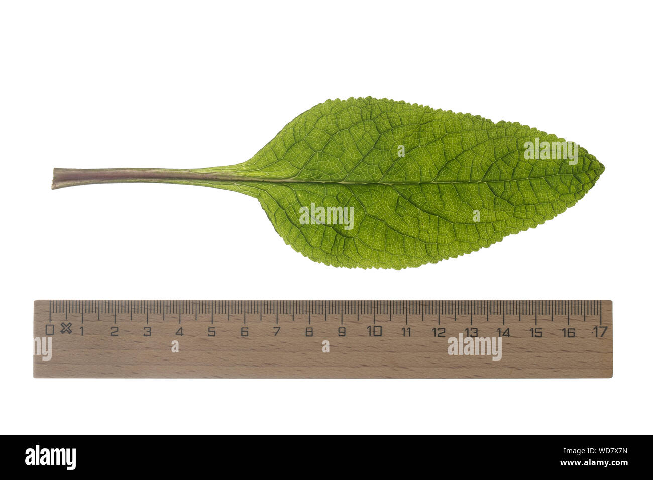 Roter Fingerhut, Digitalis purpurea, Fingerhut, Fox - Handschuh, gemeinsame Fingerhut, purpurrote Fingerhut, Lady's Handschuh, La Digitale pourpre, la Grande Digitale. Bla Stockfoto