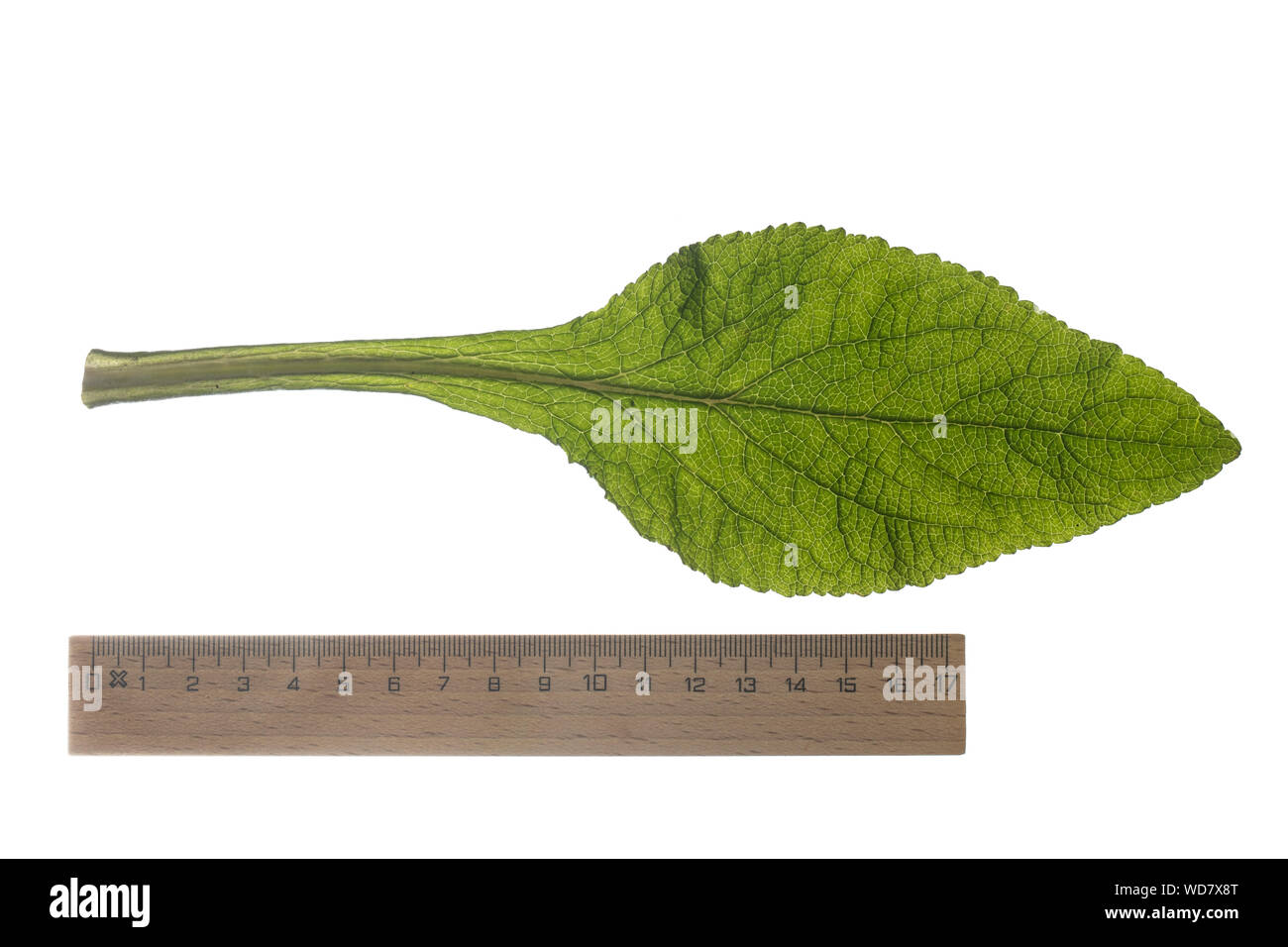 Roter Fingerhut, Digitalis purpurea, Fingerhut, Fox - Handschuh, gemeinsame Fingerhut, purpurrote Fingerhut, Lady's Handschuh, La Digitale pourpre, la Grande Digitale. Bla Stockfoto