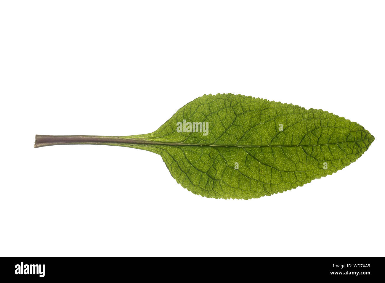 Roter Fingerhut, Digitalis purpurea, Fingerhut, Fox - Handschuh, gemeinsame Fingerhut, purpurrote Fingerhut, Lady's Handschuh, La Digitale pourpre, la Grande Digitale. Bla Stockfoto