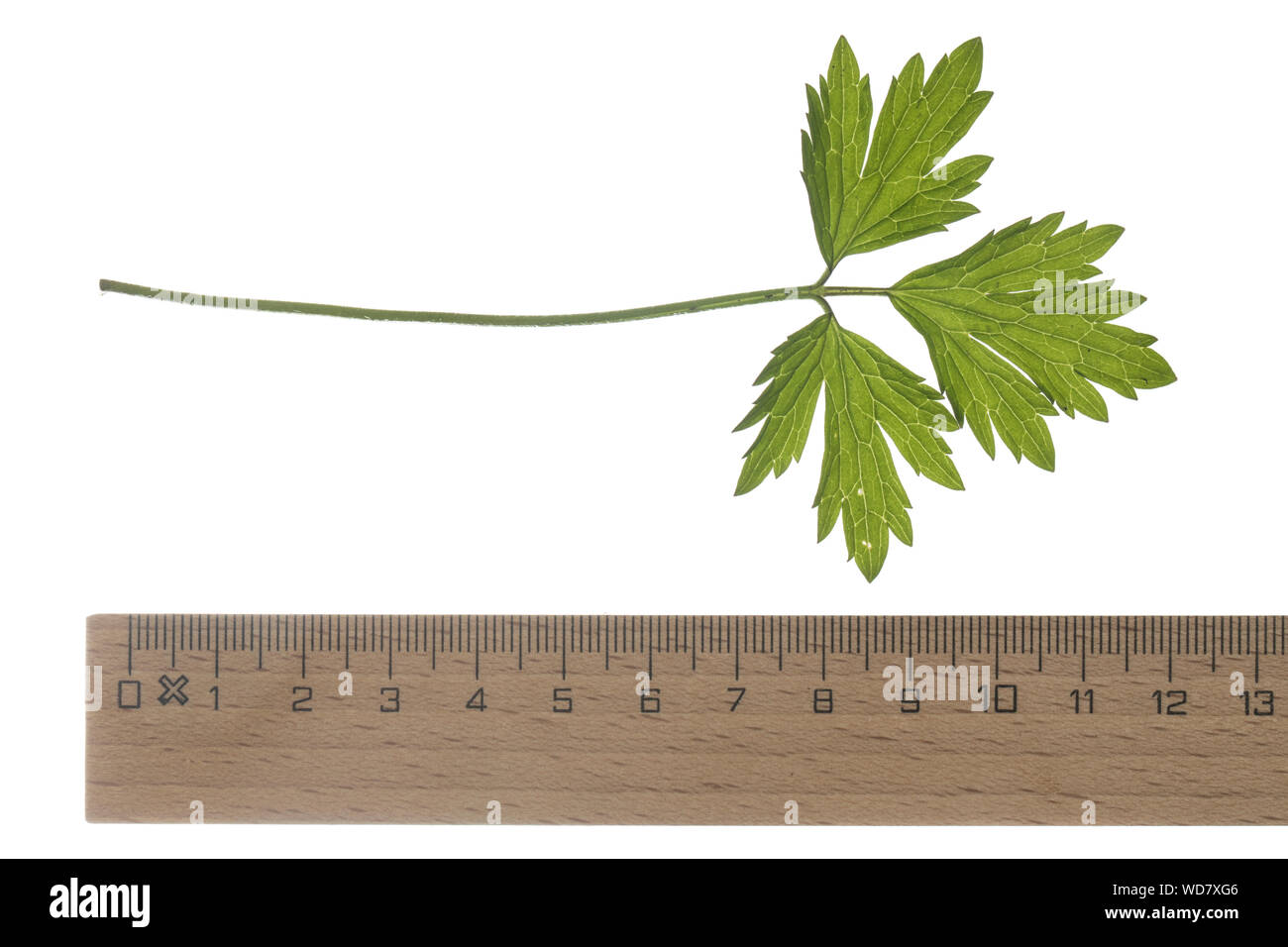 Hahnenfu, Kriechender Hahnenfuss, Ranunculus repens, kriechenden Hahnenfu,  La renoncule rampante. Blatt, Bltter, Blatt, Bltter Stockfotografie -  Alamy