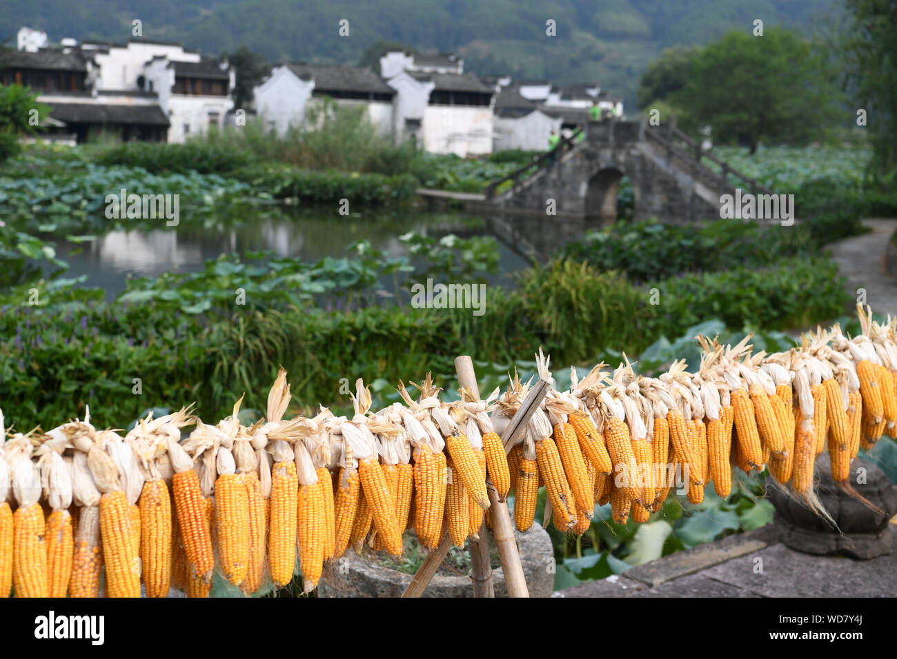 Huangshan. 28 Aug, 2019. Foto am 12.08.28, 2019 zeigt genommen gelüftet Hühneraugen bei Chengkan Dorf in der Stadt Huangshan, der ostchinesischen Provinz Anhui. Credit: Liu Junxi/Xinhua/Alamy leben Nachrichten Stockfoto