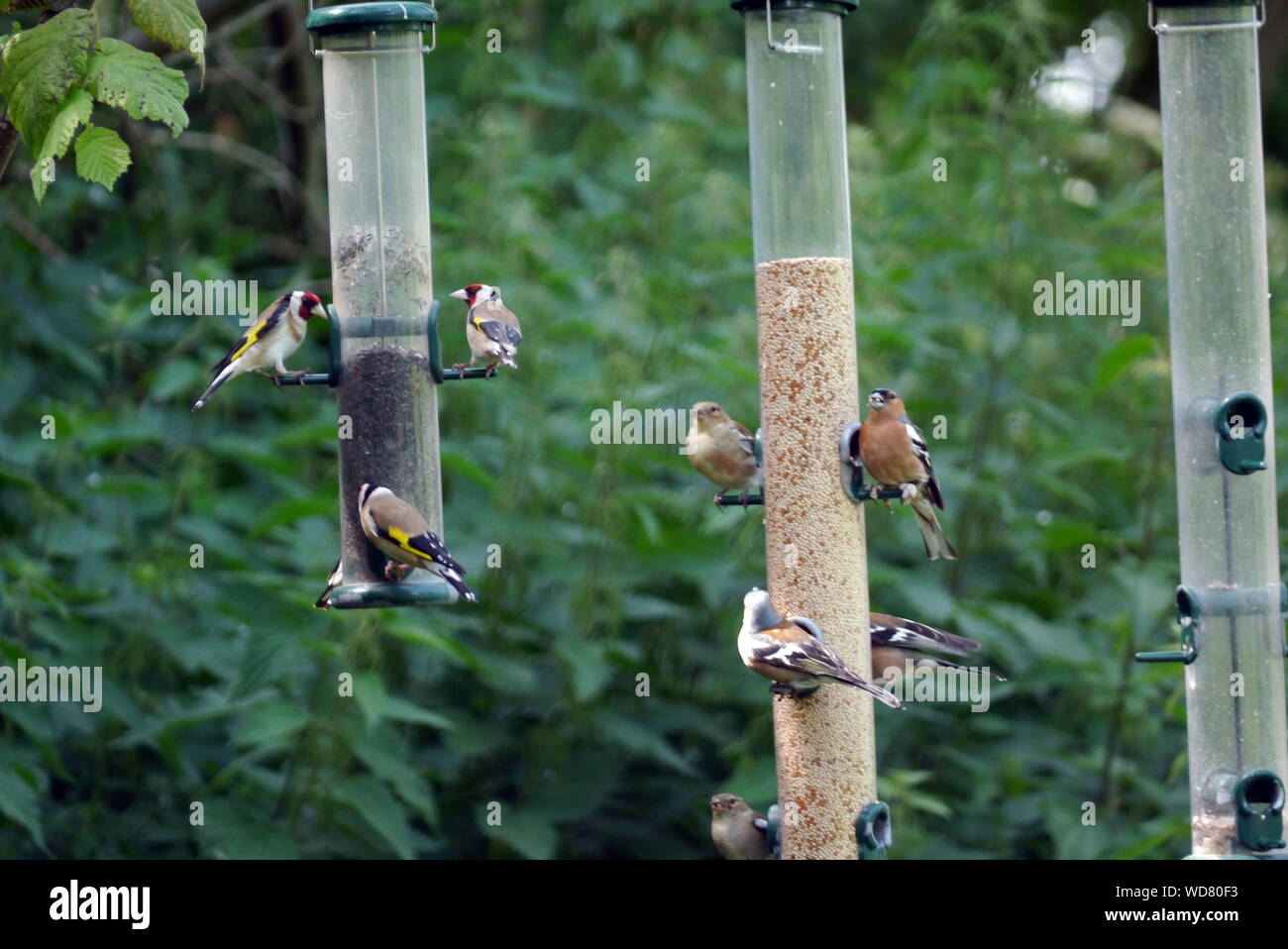 Goldfinches (Carduelis carduelis) & Buchfinken (Fringilla coelebs) auf Saatgut Zuleitungen Martin bloße Wetland Centre, Burscough, Lancashire, England, Großbritannien. Stockfoto