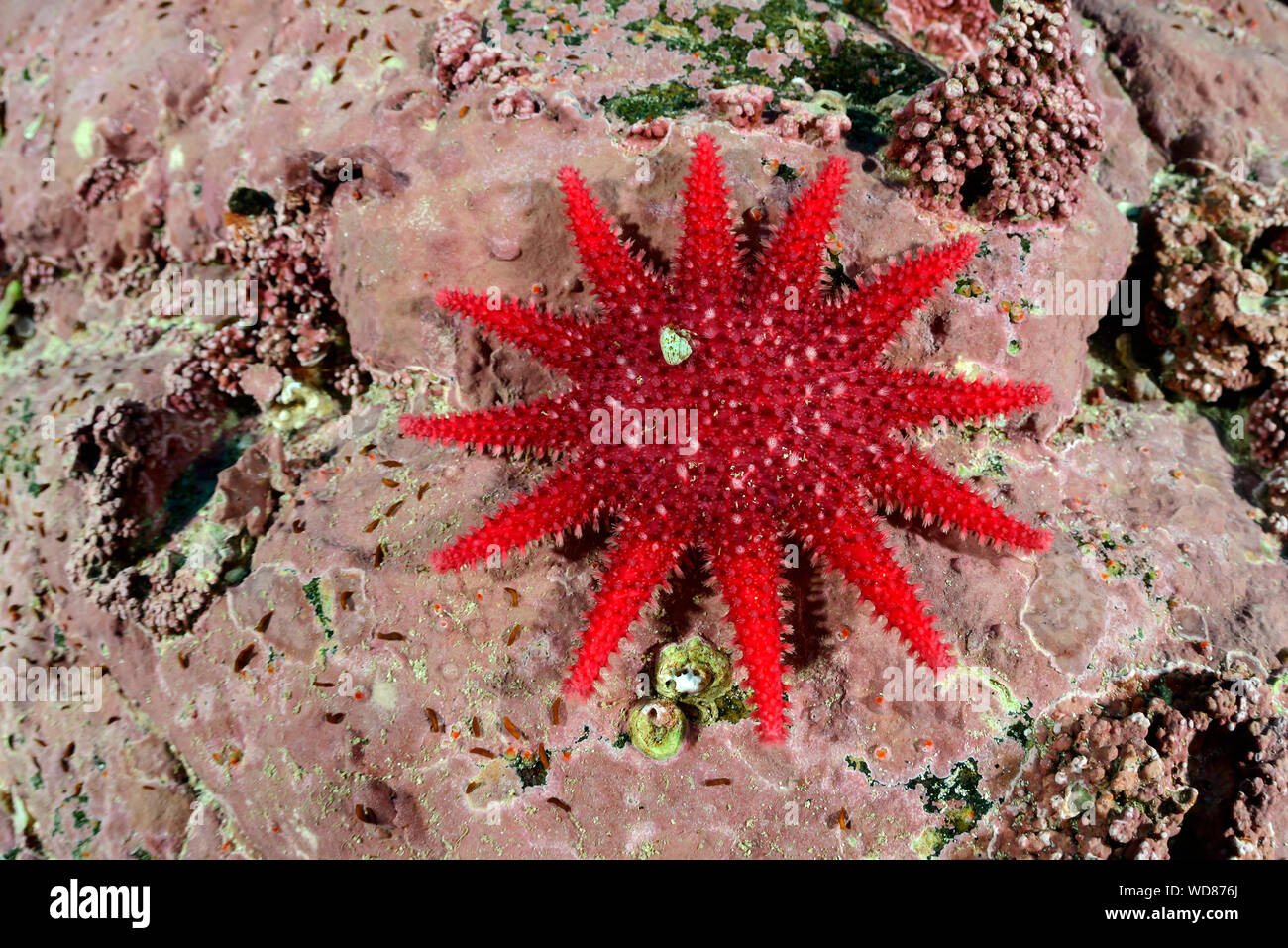 Gemeinsame Sunstar, gemeinsame Seesterne, Crossaster papposus, Kvaloyvagen, Norwegen, Atlantik Stockfoto