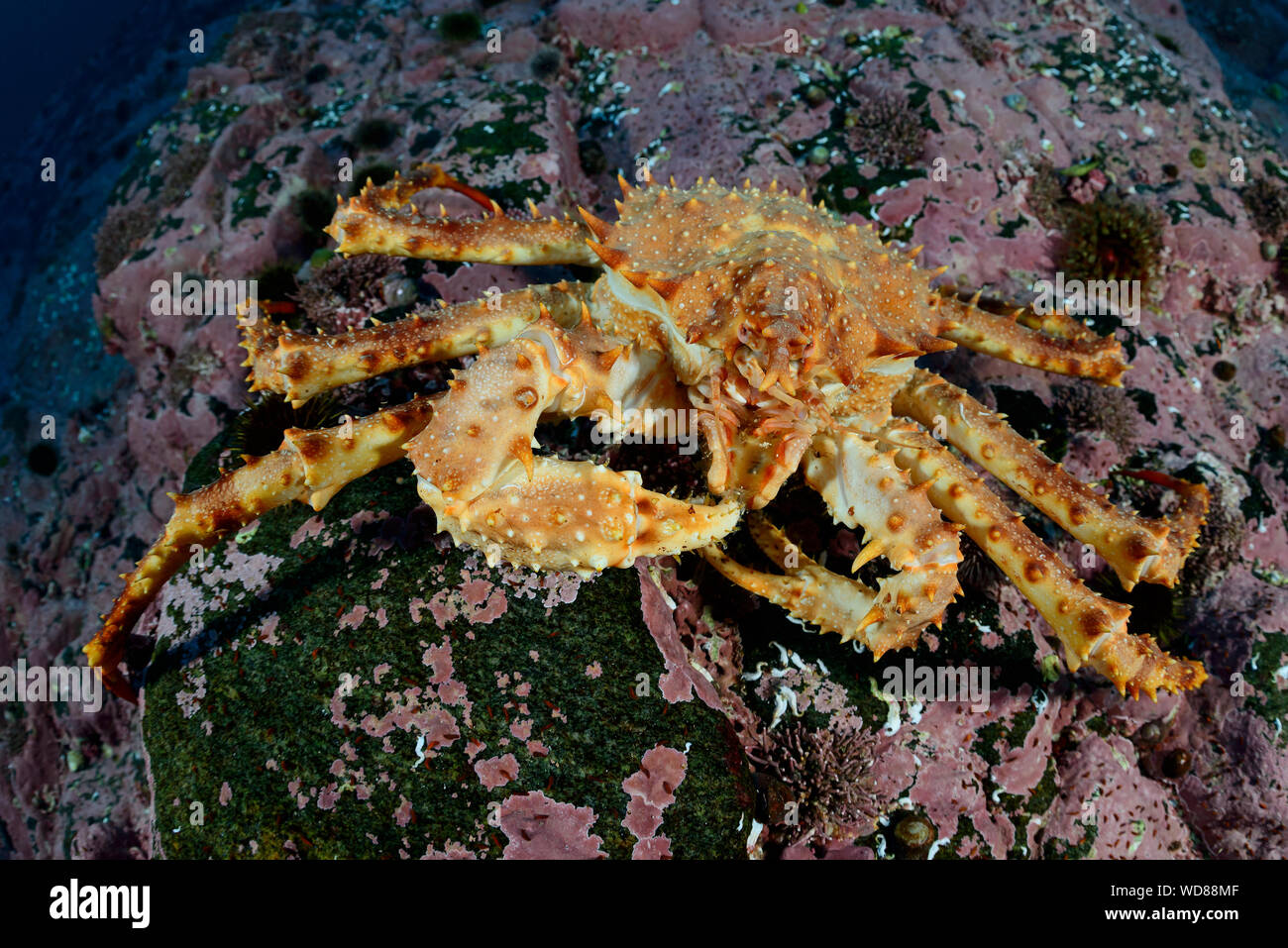 Kamtschatka Krabbe, Alaskan king crab oder Rote Königskrabben, Paralithodes camtschaticus, Kvaloyvagen, Norwegen, Atlantik Stockfoto