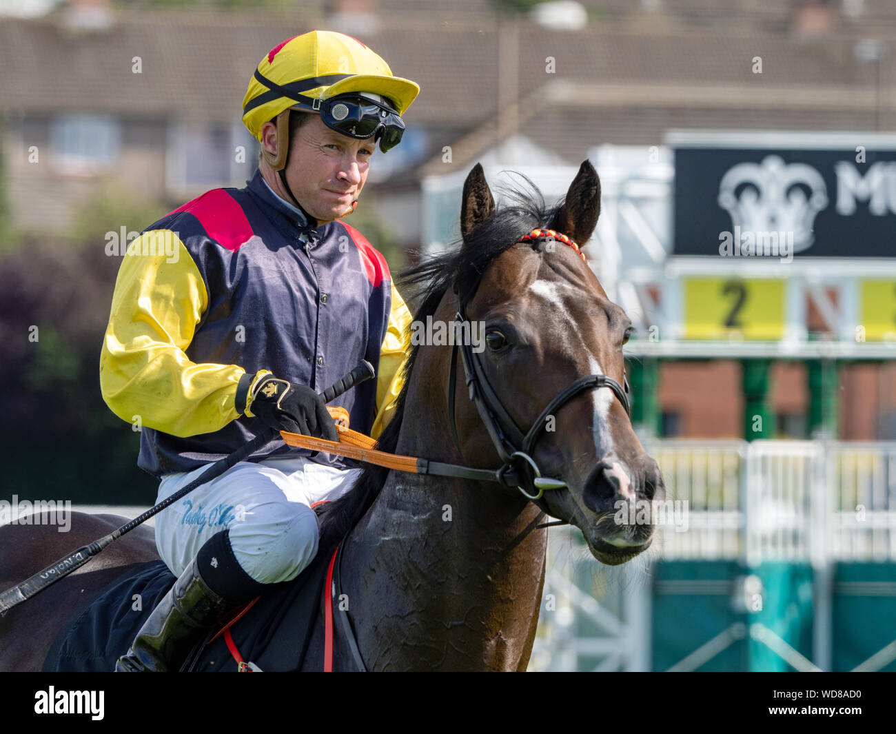 Jockey Grady O'Shea auf Zig Zag Zyggy vor Beginn der 'Dorothea Hawthorne Memorial Handicap', Musselburgh Pferderennbahn, 28. August 2019 Stockfoto