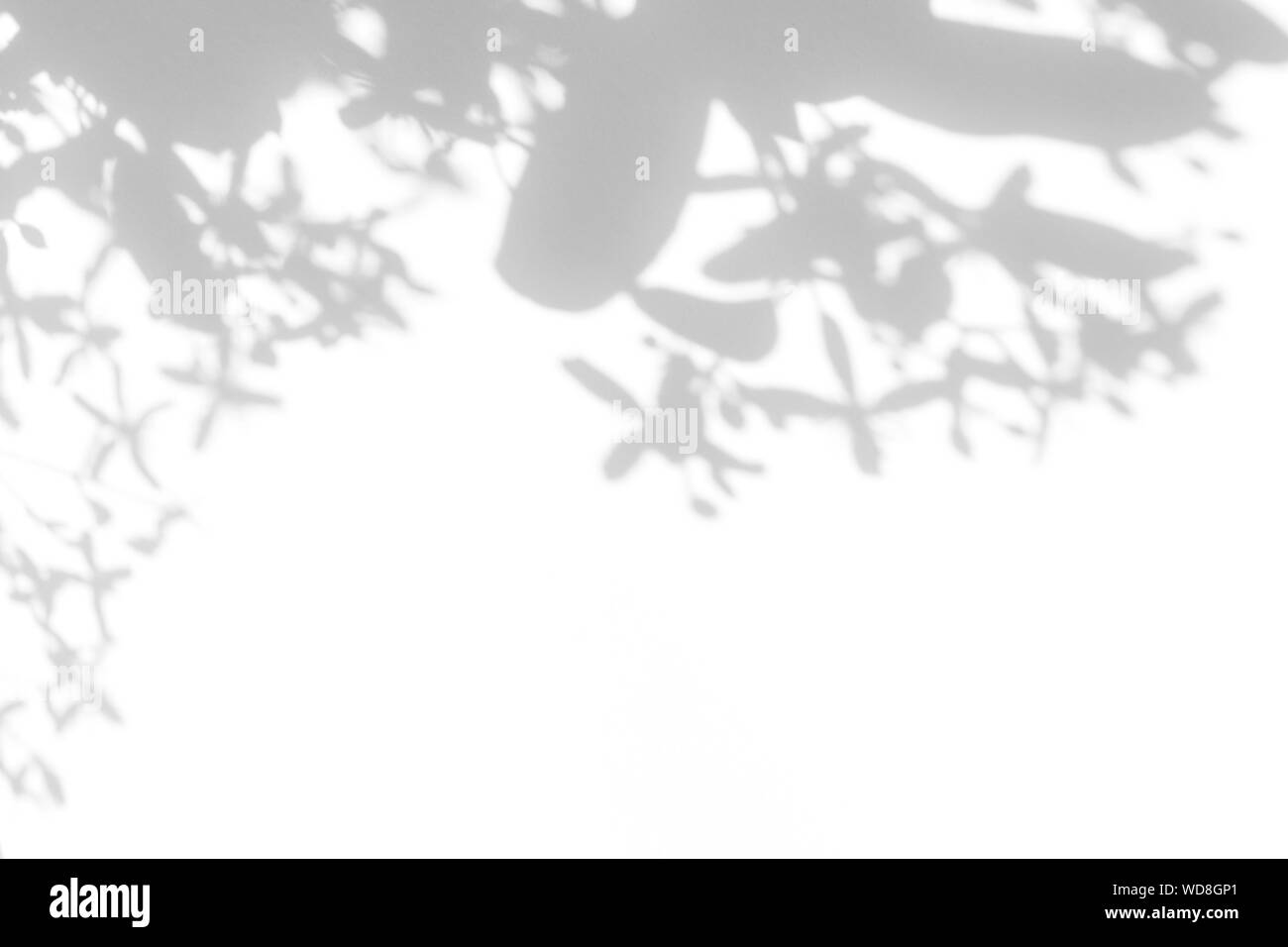 Graue Schatten von zarten Blüten und Blätter auf einer weißen Wand. Abstrakten neutralen Charakter Konzept Hintergrund. Platz für Text. Unscharfe, defokussiert. Overlay e Stockfoto