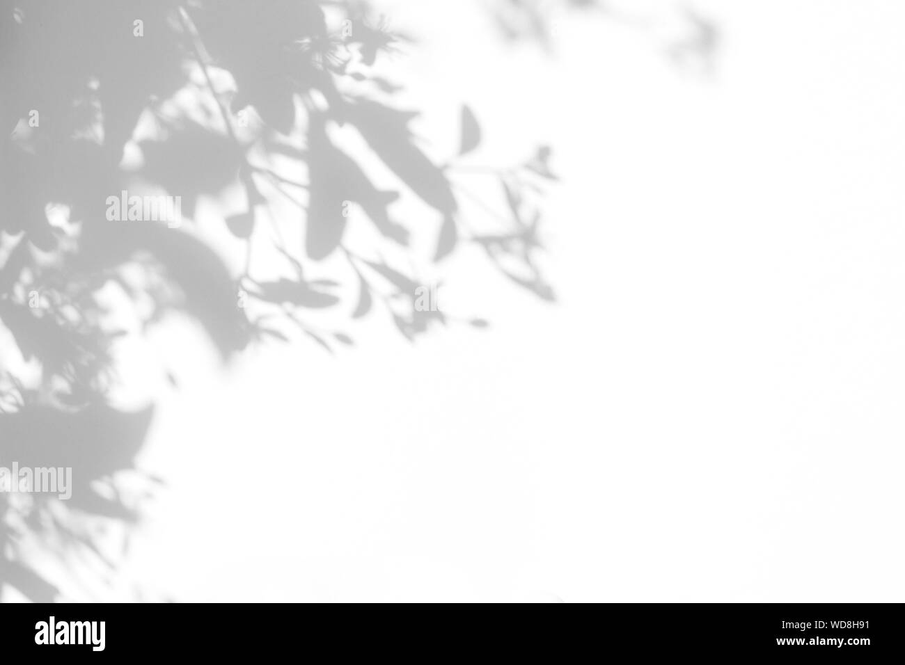 Graue Schatten von zarten Blüten und Blätter auf einer weißen Wand. Abstrakten neutralen Charakter Konzept Hintergrund. Platz für Text. Unscharfe, defokussiert. Overlay e Stockfoto