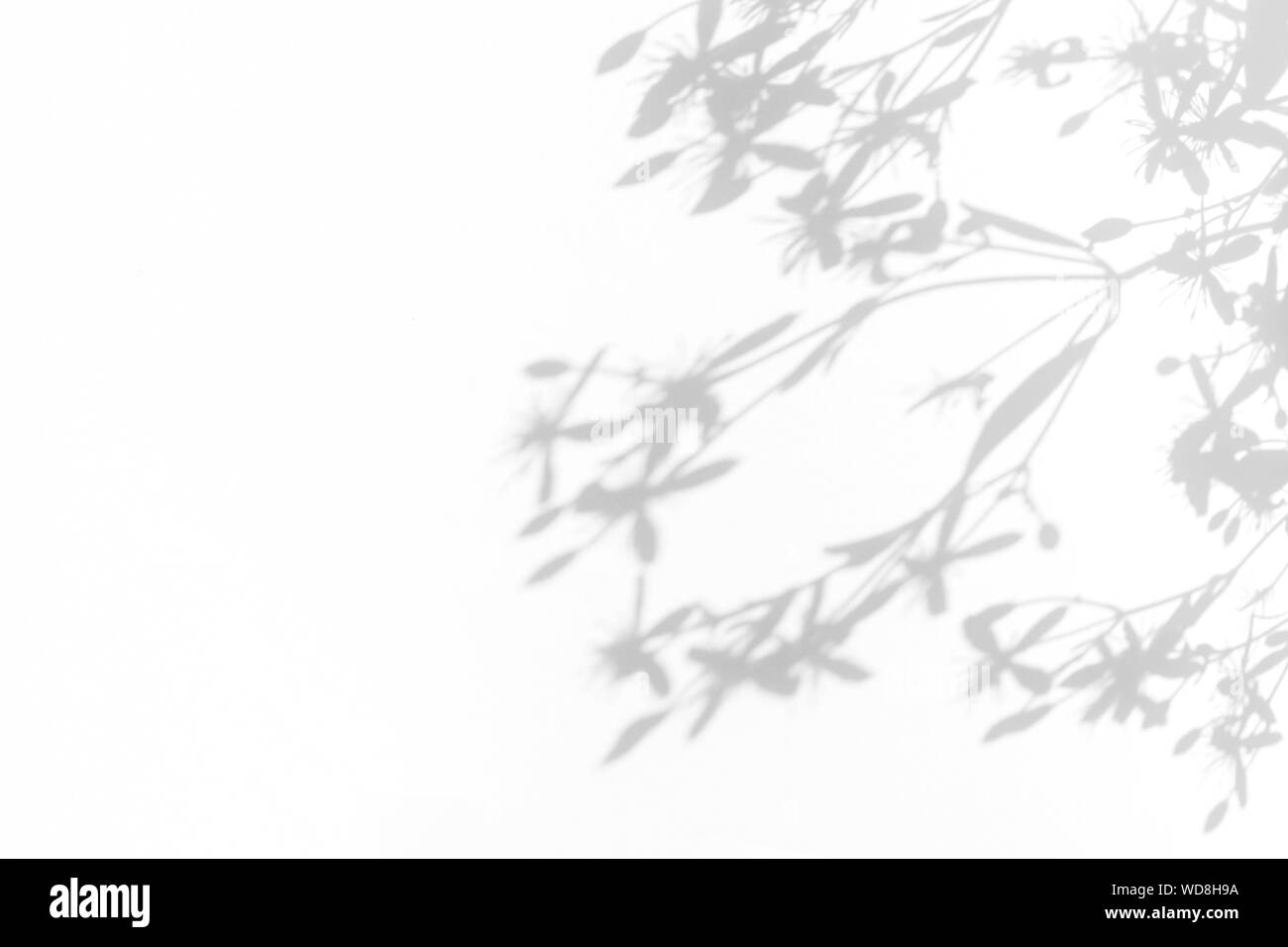 Graue Schatten der zarten Blüten auf einer weißen Wand. Abstrakten neutralen Charakter Konzept Hintergrund. Platz für Text. Unscharfe, defokussiert. Overlay für p Stockfoto